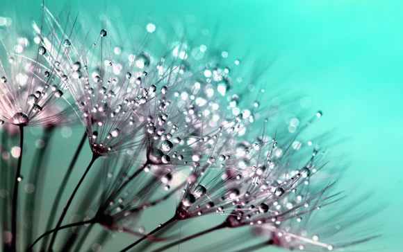petaled flowers with dew drops on close up photography